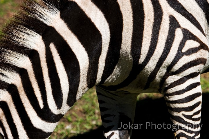 20060410_Western Plains Zoo_086.jpg - Zebra, Western Plains Zoo, Dubbo NSW